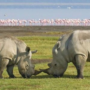 Wild Life Standard Safari
