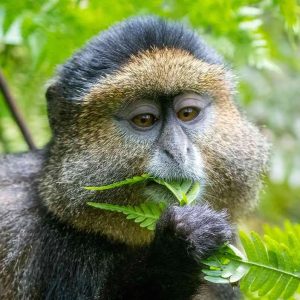 01 The Best Places To Track Golden Monkeys In East Africa Bw 1600px