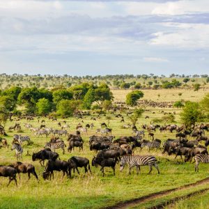 13 Days 12 Nights Kenya And Tanzania Wildlife Safari