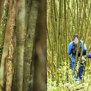 3 Days Uganda Golden Monkey Tracking Tour