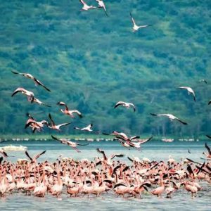 5 Day 4 Night Kenya Wildlife Luxury Safari