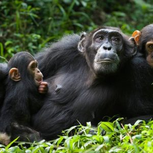 Chimpanzee Trekking In Kibale National Park