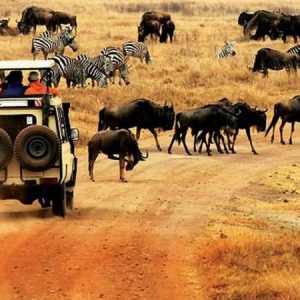 Nights Kenya Wildlife Safari