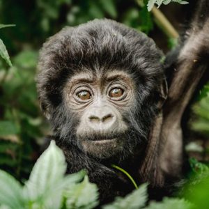 Ultra Luxury Uganda And Tanzania Safari 1024x576 1